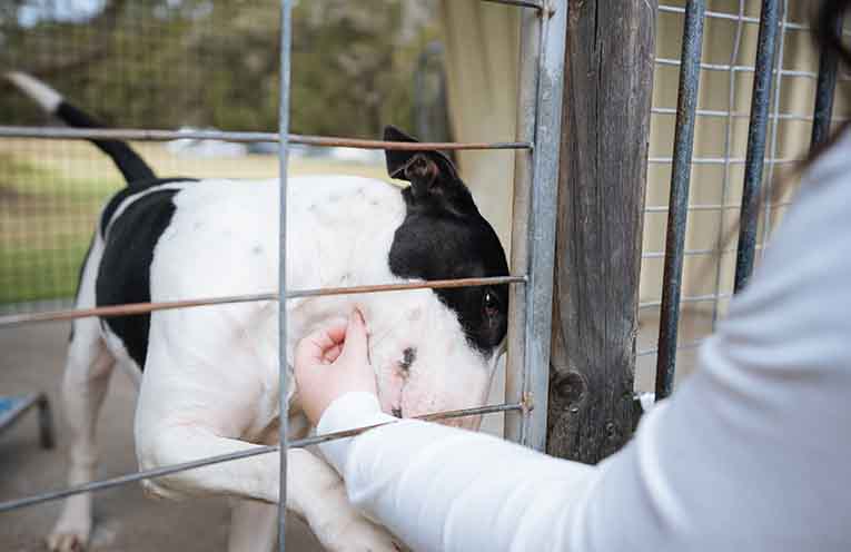 1.5 million in animal welfare and rehoming grants available