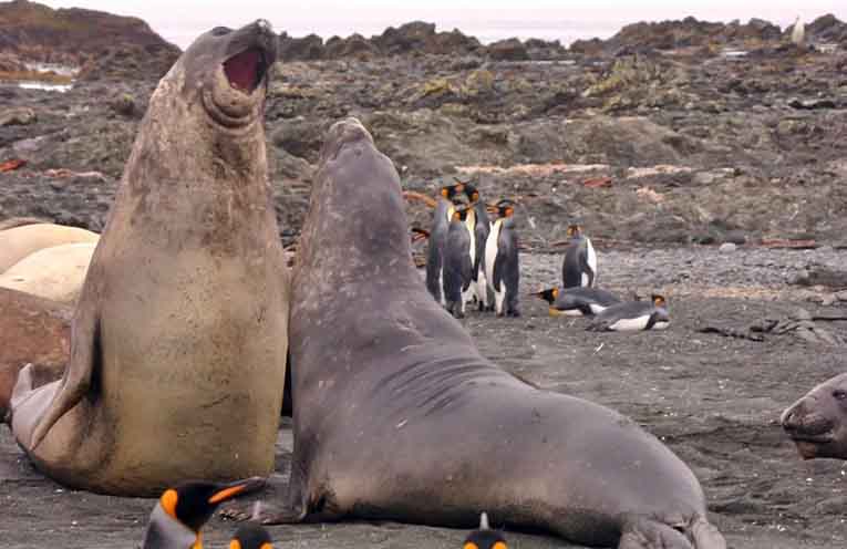Bird flu threatens elephant seals