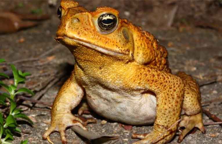 Port Macquarie-Hastings residents urged to report cane toad sightings