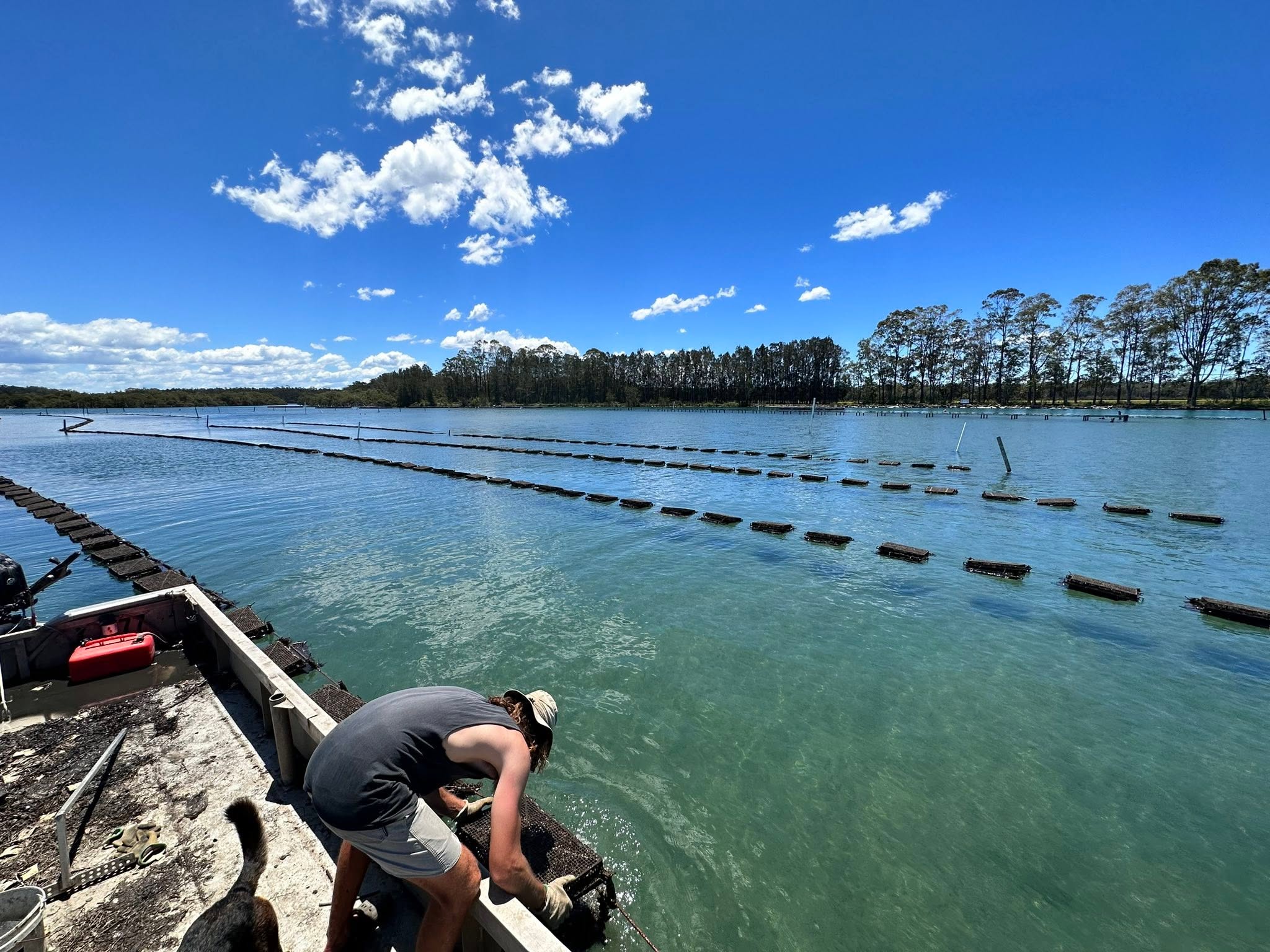 NSW aquaculture lease terms set to double