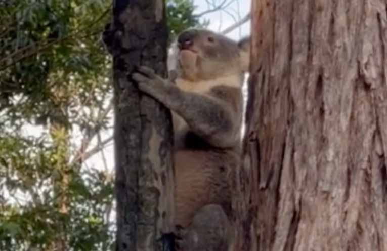 Euthanised koala’s injuries raise concerns