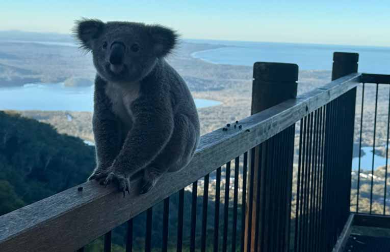 Koala encounter on Laurieton’s North Brother Mountain delights Camden Haven family